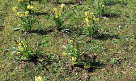 La commune en fleurs : un engagement collectif pour embellir notre environnement